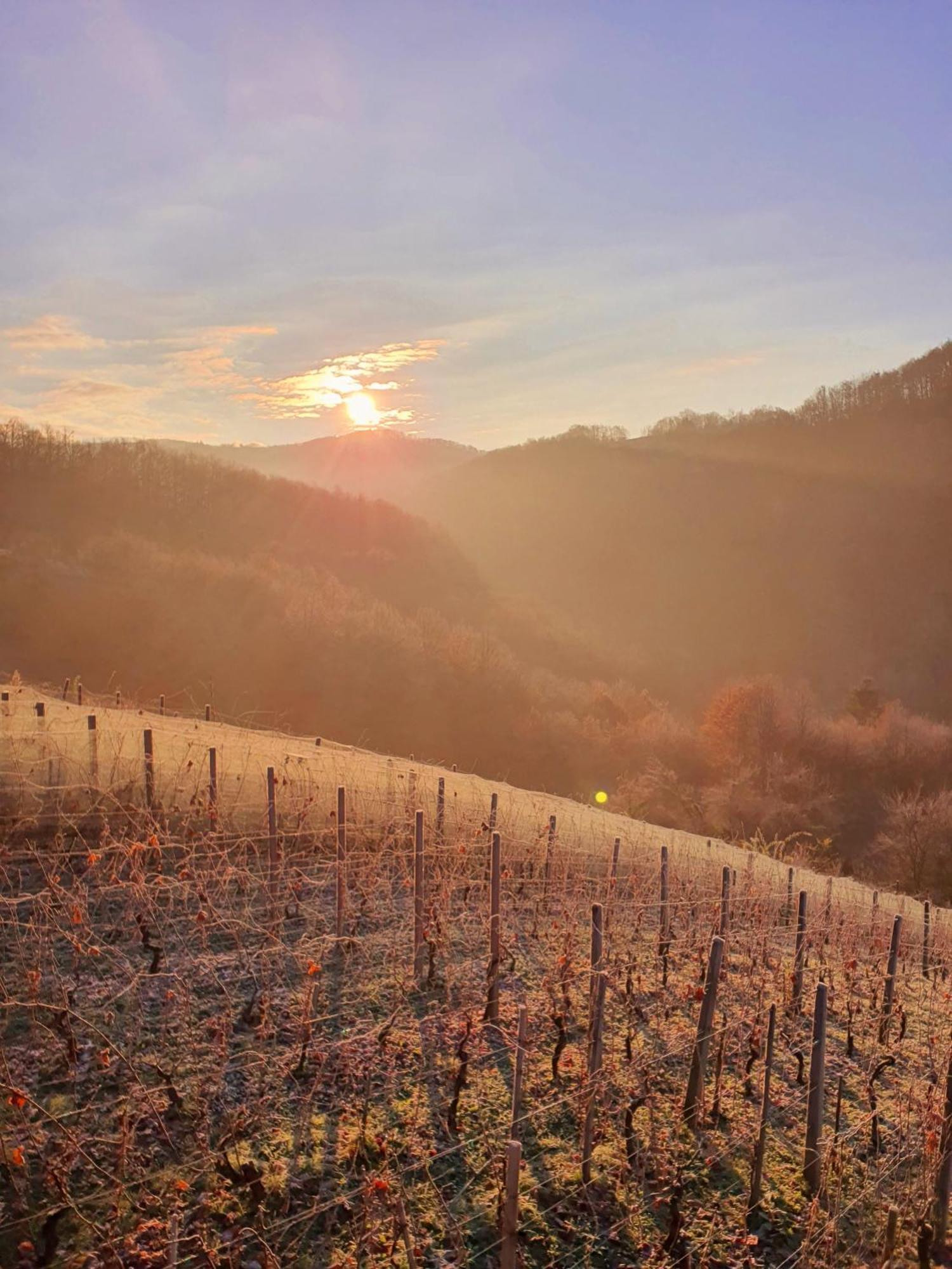 Vineyard Cottage Matej Trebnje Exterior photo